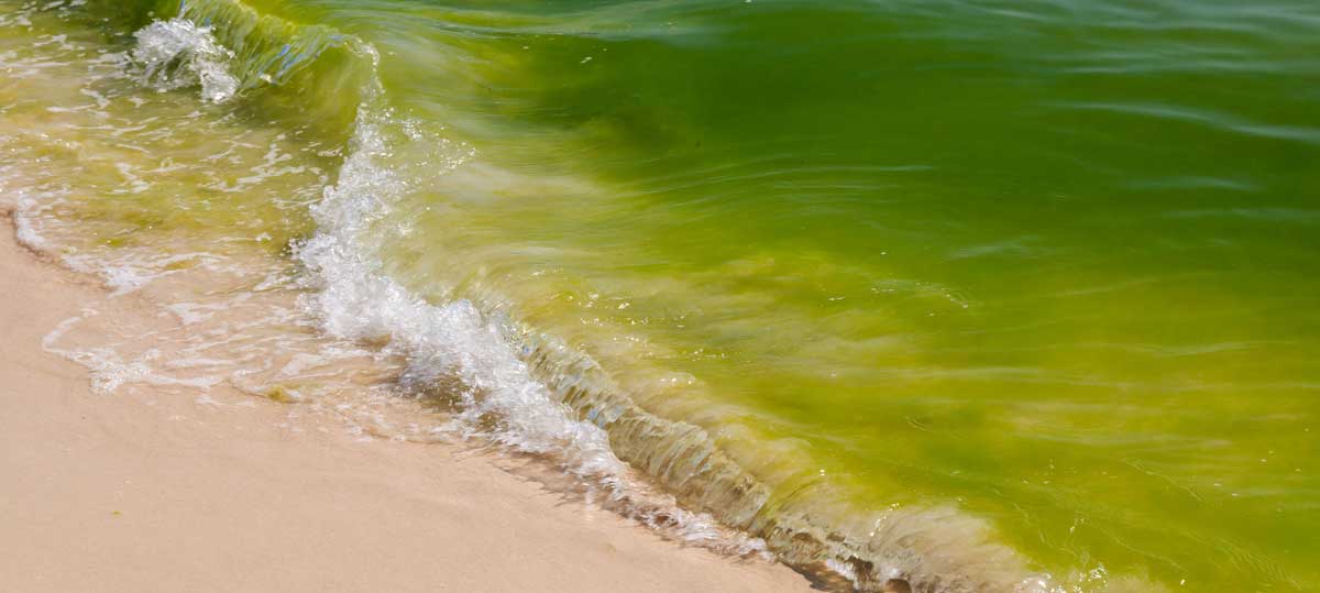 Algae In Drinking Water Water Systems